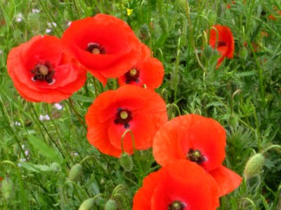Blumen