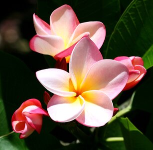 Tropical nature blossom photo