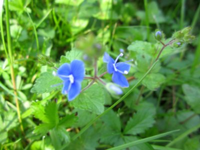 Blumen
