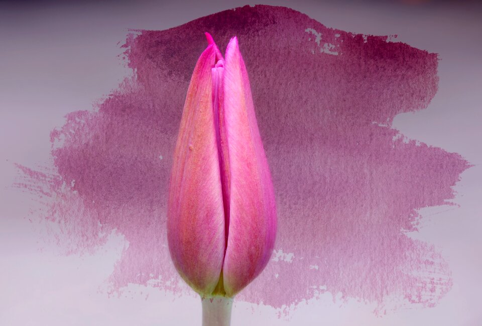 Bloom pink closed