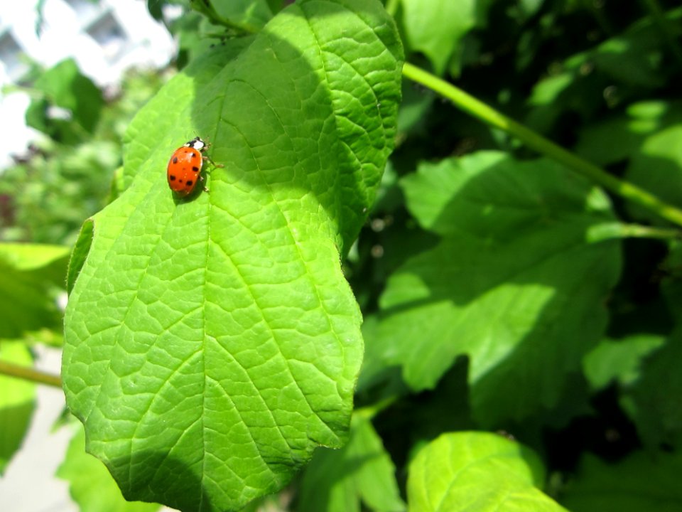 Insekten (Marienkäfer etc.)