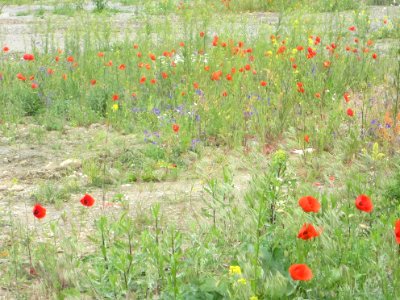 Blumen