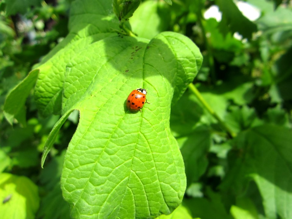 Insekten (Marienkäfer etc.)