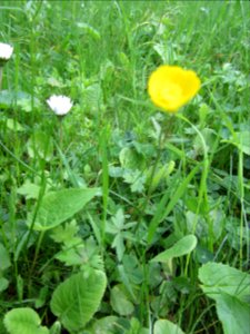 Blumen