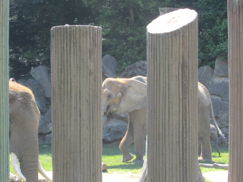 Tiere verschiedene