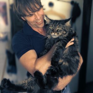 Pet longhair cat cool