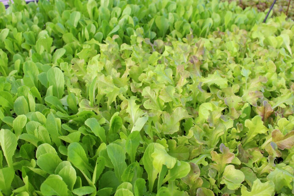 Farm vegetables leaf