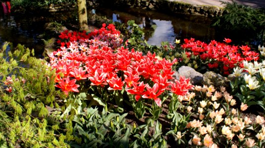 Tulpen Keukenhof