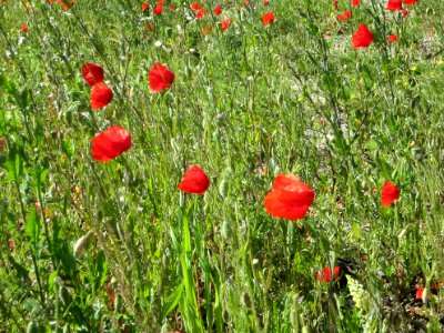 Blumen