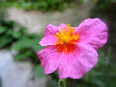 Blumen photo