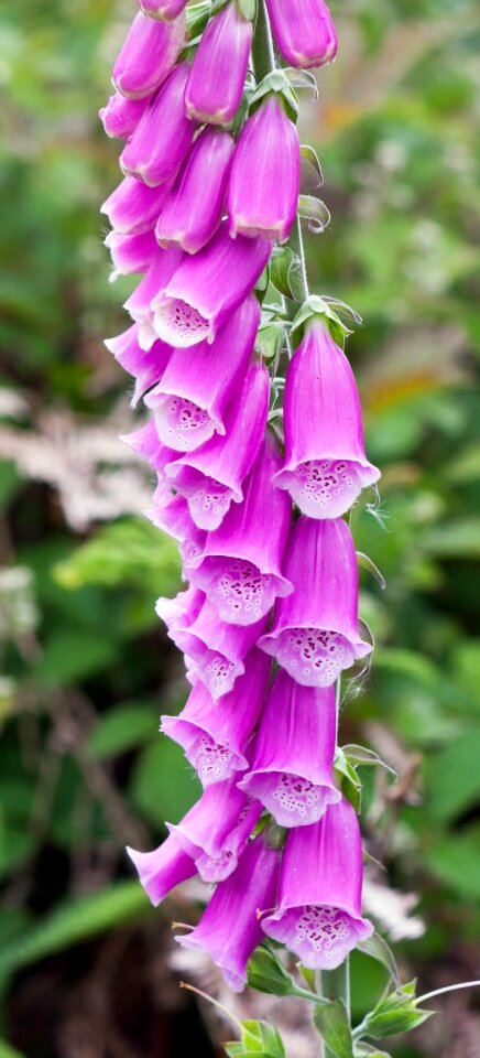 Pink plant digitalis