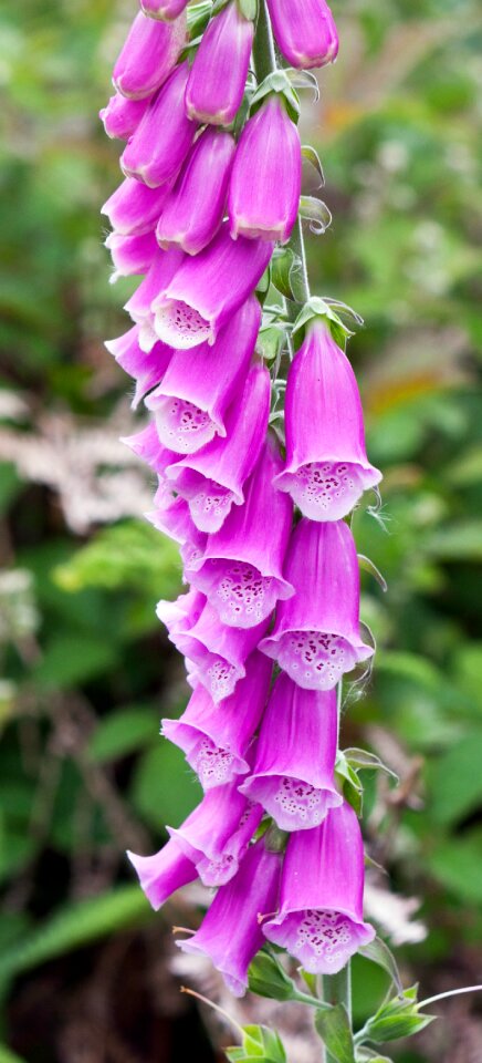 Pink plant digitalis photo