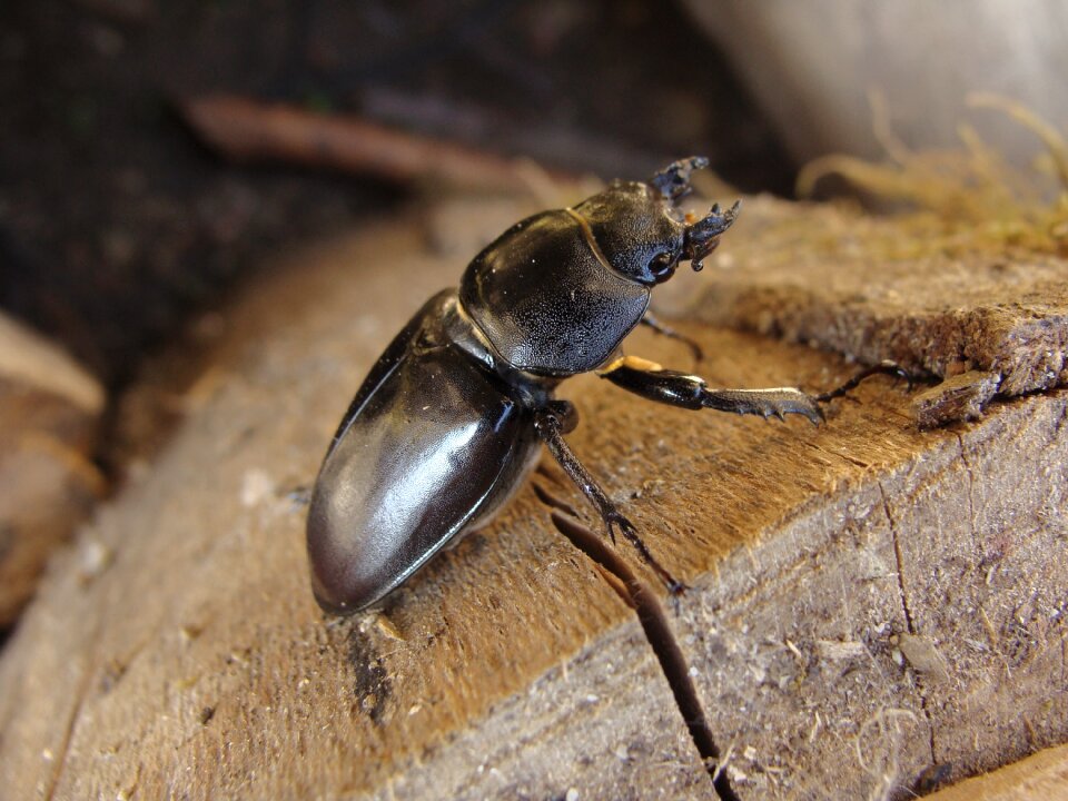 Beetle black nature
