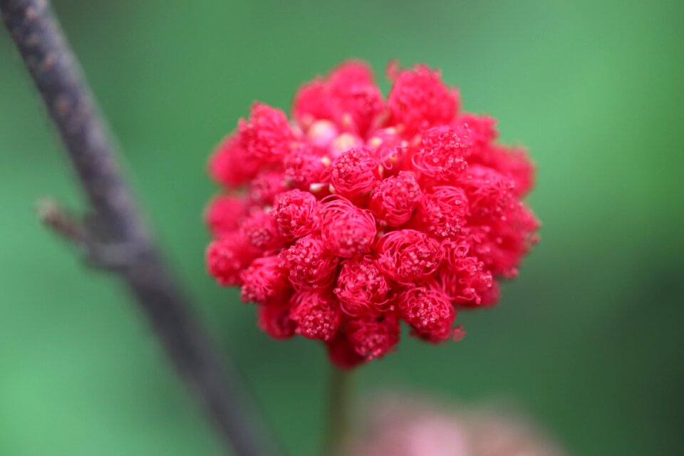 Plant nature grow