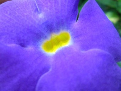 Blumen