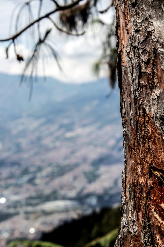 Árbol mira medellín