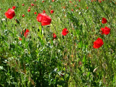 Blumen
