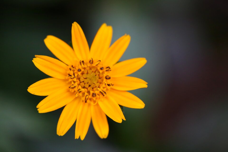 Spring plant nature