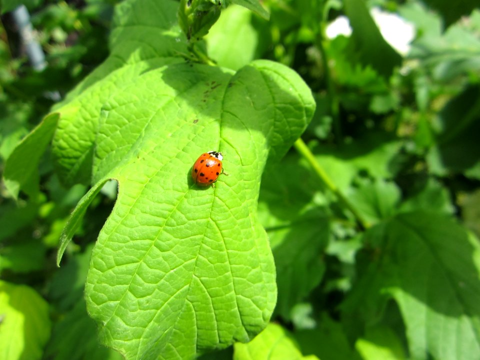 Insekten (Marienkäfer etc.)