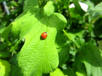 Insekten (Marienkäfer etc.)