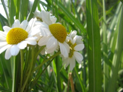 Blumen