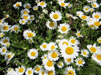 Blumen