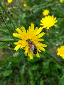 Nectar bee eats plant photo