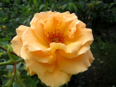 Blumen