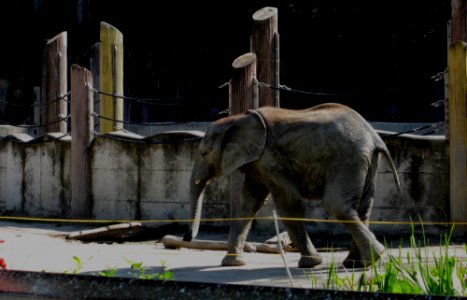 Tiere verschiedene