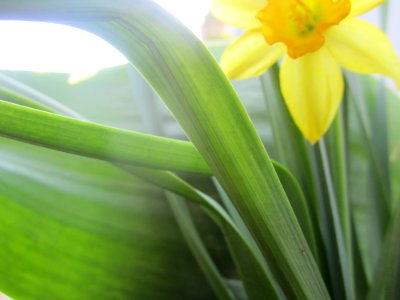 Blumen