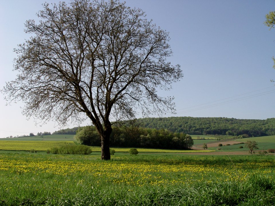 2015-05-02 Blick aufs Diebacher Dörnig