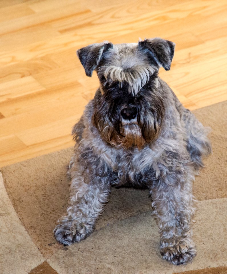 American schnauzer Rossa my dog