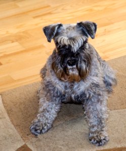 American schnauzer Rossa my dog photo