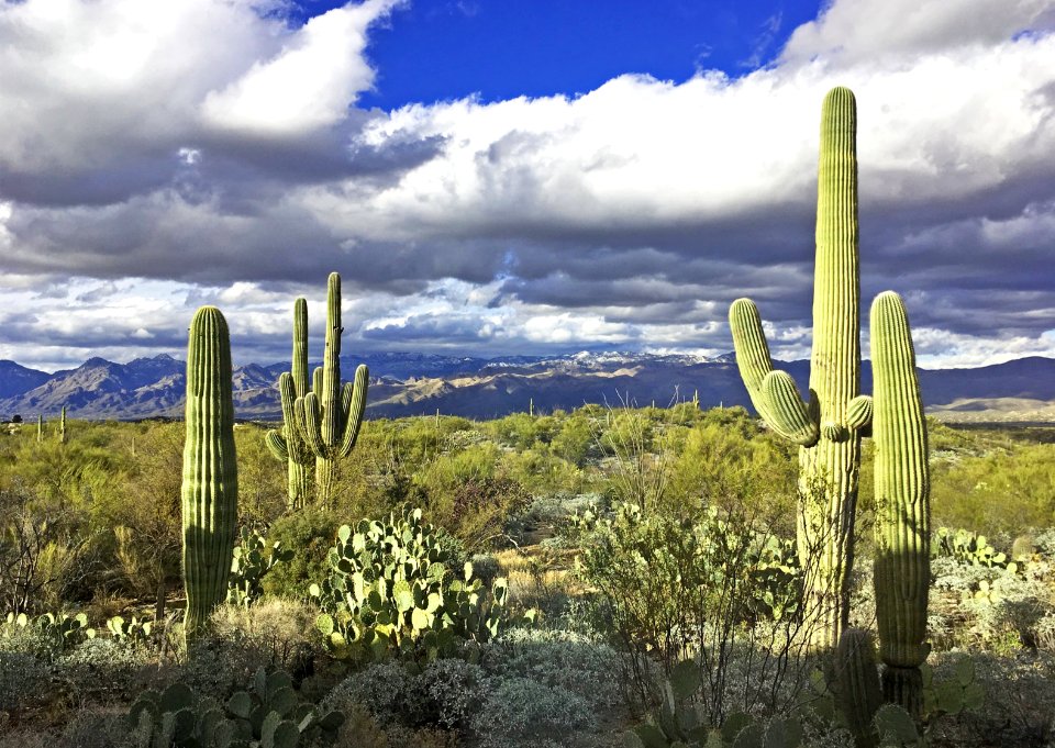 Native Sonoran desert vegetation