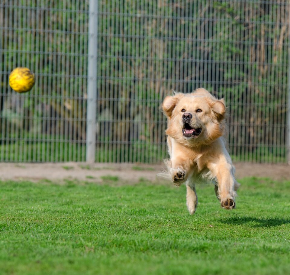 Kennels purebred dog dog runs after ball