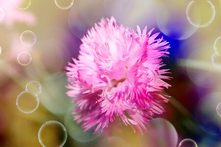 Bloom pink greeting card