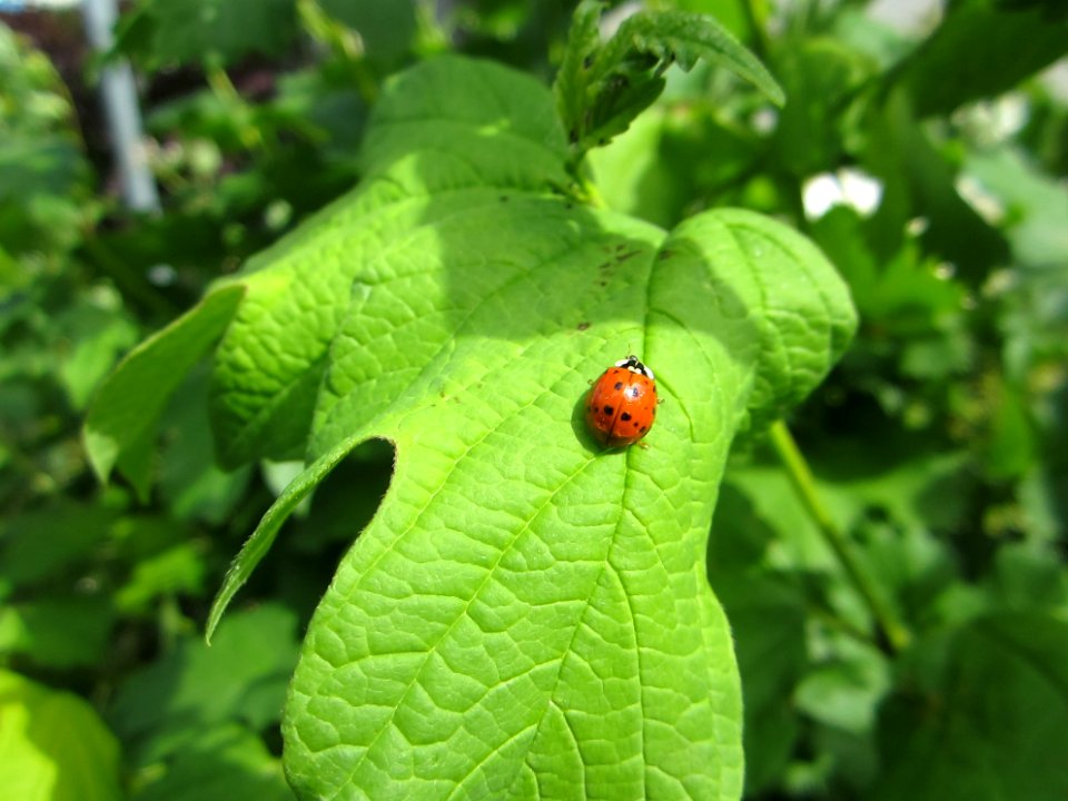 Insekten (Marienkäfer etc.)