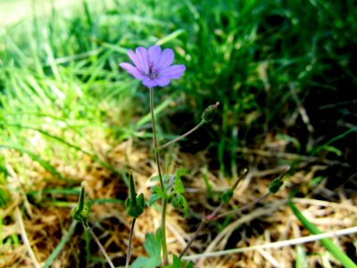 Blumen