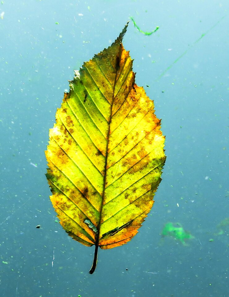 Sheet in the water leaves mood