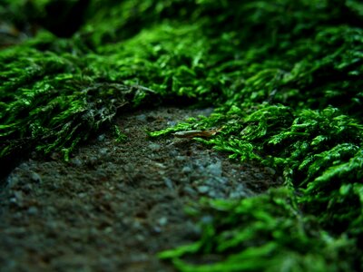 Forest litter magic land macro