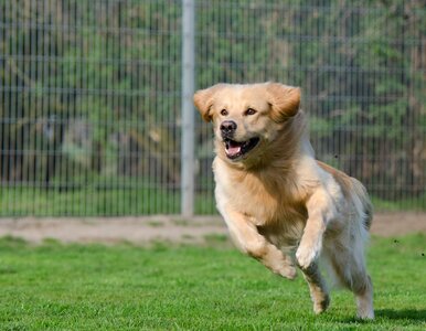 Dog expression spout photo