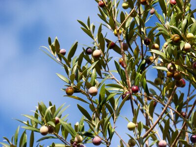 Olives sky olivas