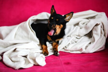 Pets yawn yawning photo