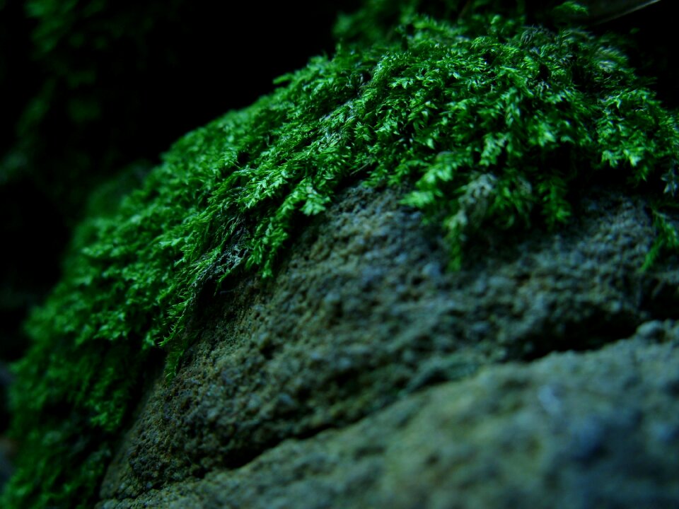 Forest litter macro the stones