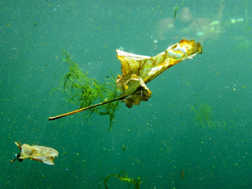 Sheet in the water leaves mood