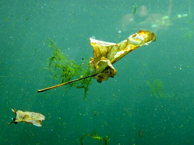 Sheet in the water leaves mood