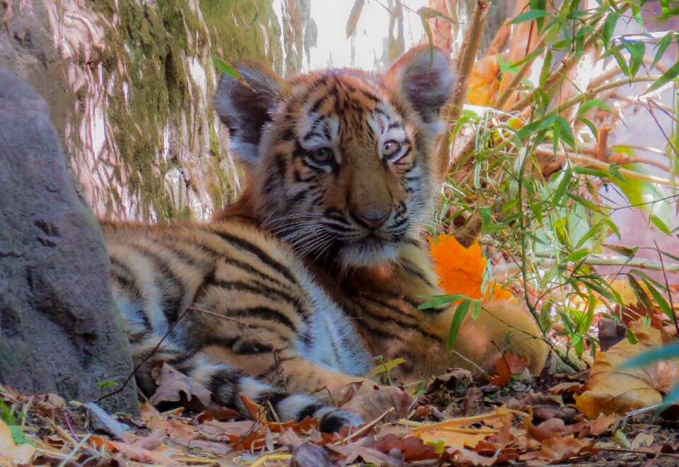Tiger cub cute close up