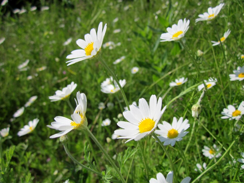 Scentless chamomile field chamomile wildflower