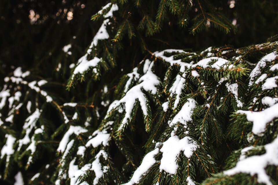 Snow winter branch