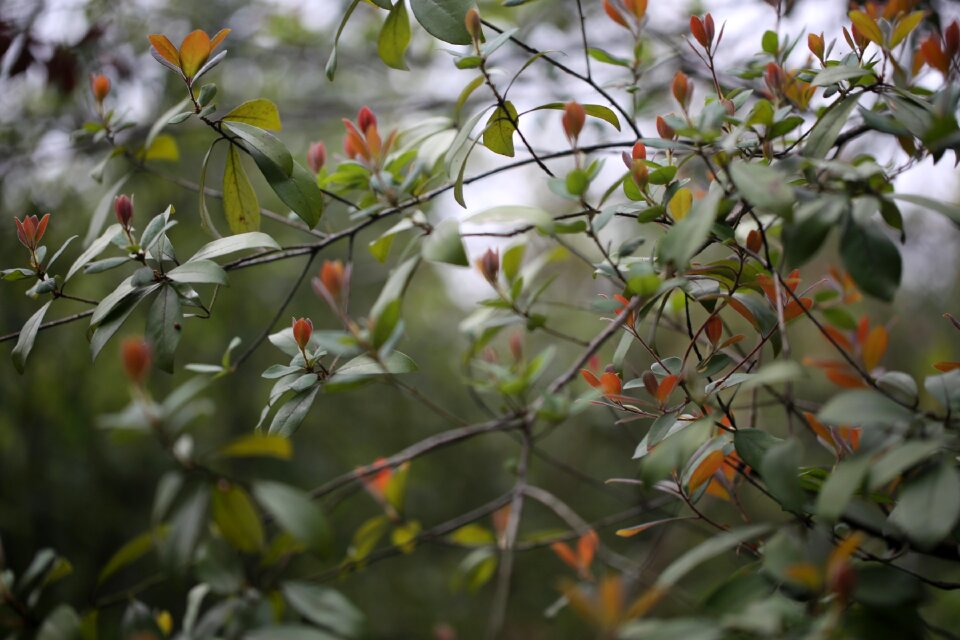 Plant nature grow